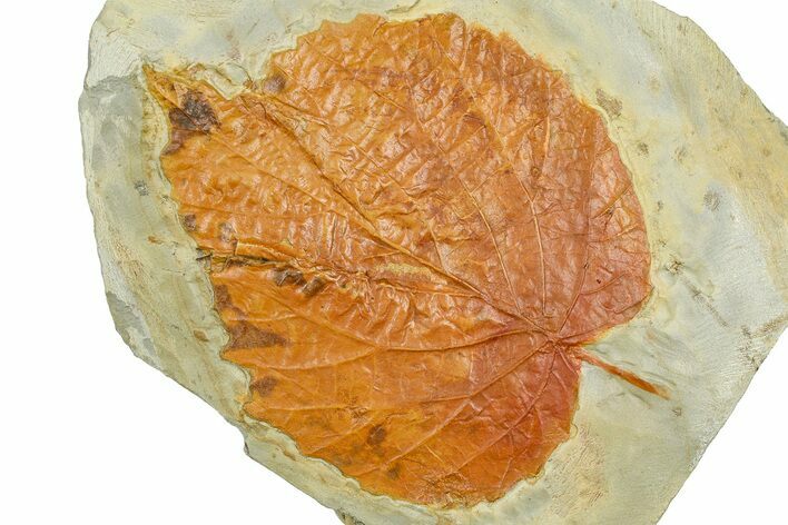 Paleocene Fossil Leaf (Davidia) - Montana #377914